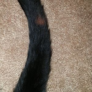 Red patch on cat's tail??