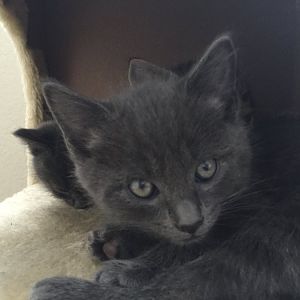 MAMA CAT AND KITTEN FOR ADOPTION IN THE LOS ANGELES CA AREA