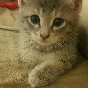 What breed is my kitten?