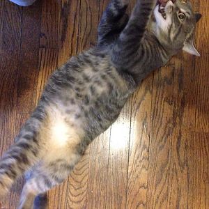 Healthy cat with bloated Belly