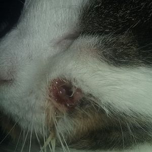 My cat has a weird hole on her cheek?