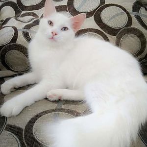 Could be this is turkish angora?...