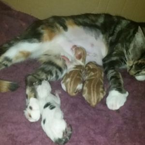 Newborn kittens bottle feeding please help