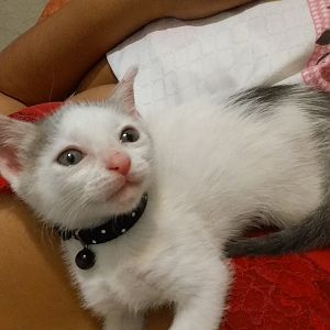 Lost Kitten please help.