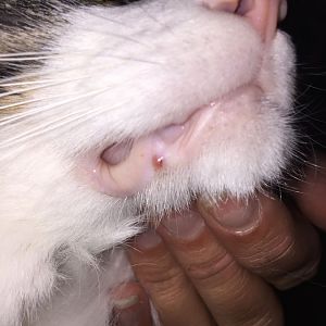 bump on cat's lip