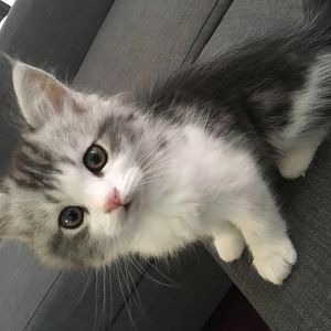 New Cat - Help me pick out a name