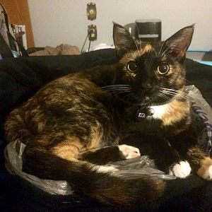 Calico or Tortie?