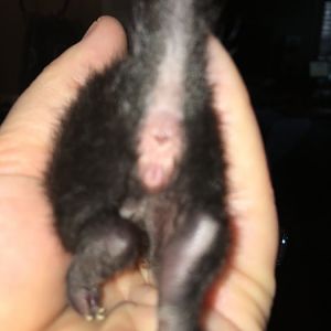 Is this kitten male or female?