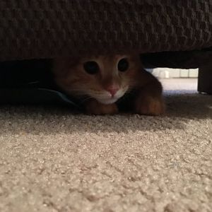 Chewie- The Little Orange Wookie Kitten