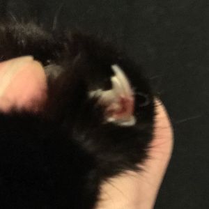 Kitten Nail Splitting
