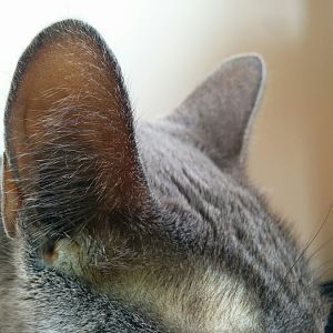 Cat's skin around ears gone yellow