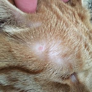 Small lump near cat's ear, anyone know what this is? (pictures)