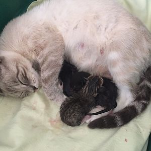 Cat had 1 baby, 15 hours later and nothing else? Still looks very pregnant