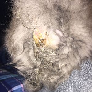 Need advice! Baby kitten! Messed up butthole?