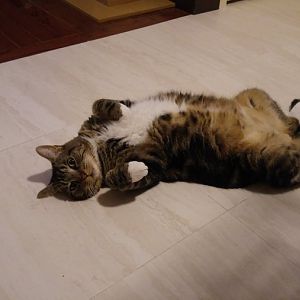 Cat Tummies! Picture Of The Month - January 2016