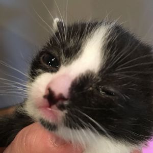 Three week old kitten with one eye shut