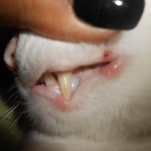 My cat has sores on the outside  of his mouth.