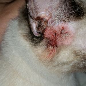 Help!y kitten has a rash in her ear