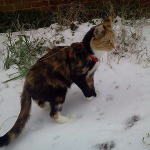 Danni Exploring the Snow