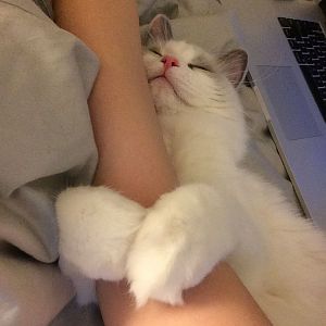 Really really want a lap/cuddly cat - considering getting a 2nd one