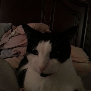 10 year old cat - lethargic but eating