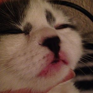 My Scottish fold Kitten has swollen lips. Is it an allergy or something else? Please help