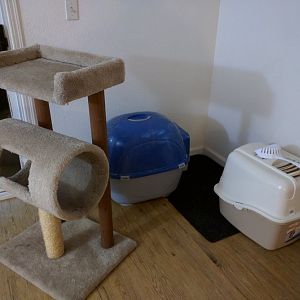 Litter box cleaning and  litter .