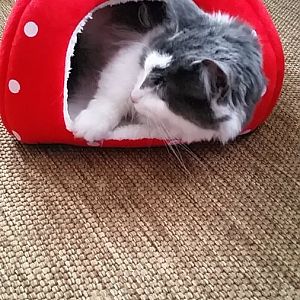 Strawberry shaped cat house!