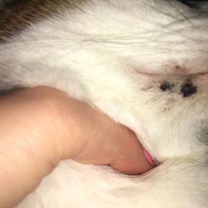 Cat has black crusty marks on chin [PICS INC.]
