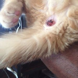Our 2.5 month old kitty Zuma has a Rectal Prolapse issue-  Need help Desperately Catwoman707