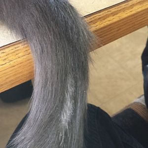 My cat has been "plucking" his hair out