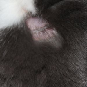 Cat losing hair, has strange skin.