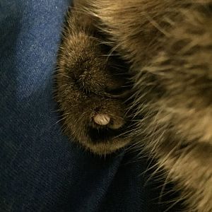 Cat with white lump on paw