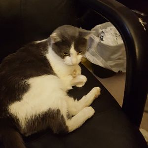 Help me fund my cats test to save her life!!!