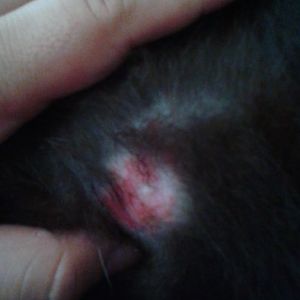 My cat red scabs and irritated skin on his underbelly and stomach