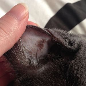 Strange mark on cat's ear