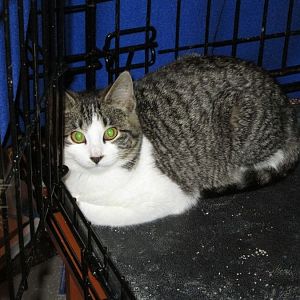 Coconut (feral kitten) update