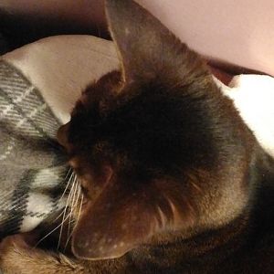 4 Year old male Abyssinian with small bald patches on ears