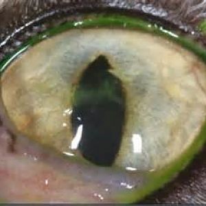 Help with Feline Herpes Virus and corneal ulceration, please