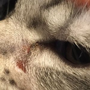 Kitten has hair loss under eye