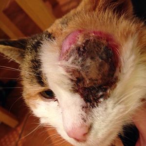 Does my cat have a tumour?