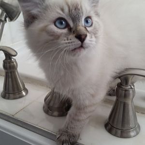 New kitten & wet food
