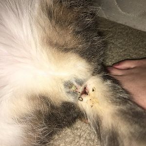 URGENT: Pregnant cat unusual discharge w photos
