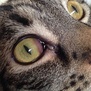 Cat Eye Infection - Please Assist