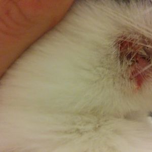 Young cat with recurring sores on mouth, face and body