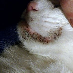 It's looking worse... Is this cat acne??
