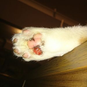 Help!  My cats paw pad is cut!!