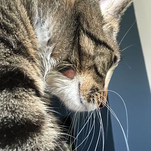 Sore on cat's neck/side of face