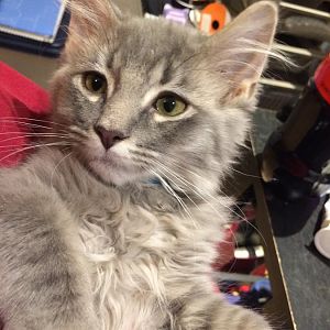 Switching Maine Coon Kittens Dry food Suggestions?