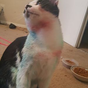 is food coloring bad for cats?